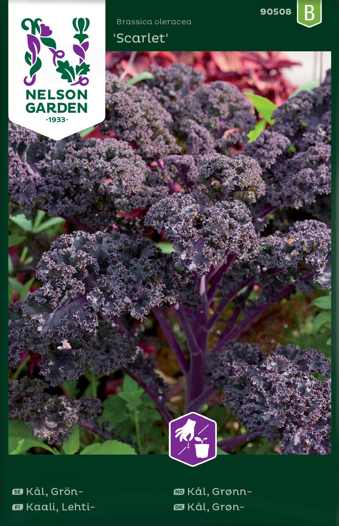 Grønnkål 'Scarlet'